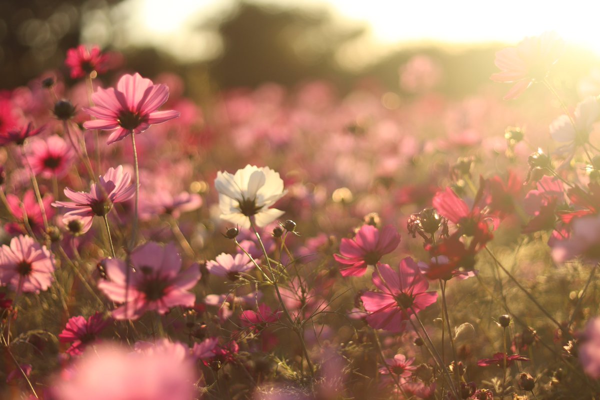 pasha_ri's tweet photo. 今更秋桜 https://t.co/QgquFDcJ0I