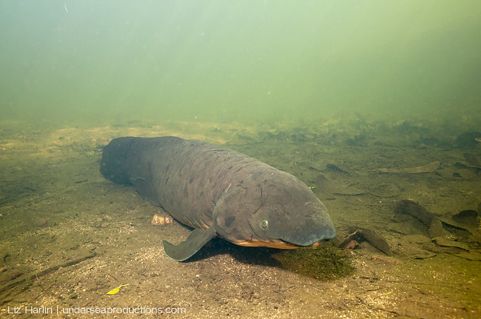 SPOTTED SALAMANDER OUTLASTS LUNGFISH #2022MMM