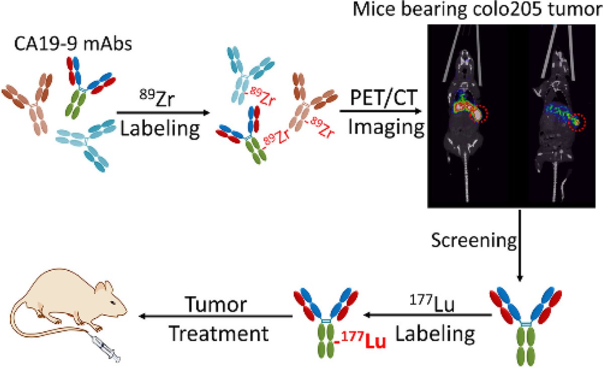ChinChemLett's tweet photo. Screening for a #177Lu-labeled #CA19-9 monoclonal antibody via #PETImaging for #colorectal #cancerTherapy. @ELSchemistry
Read it: https://t.co/B0tUjXEg46 https://t.co/tWCNxK9Qvw