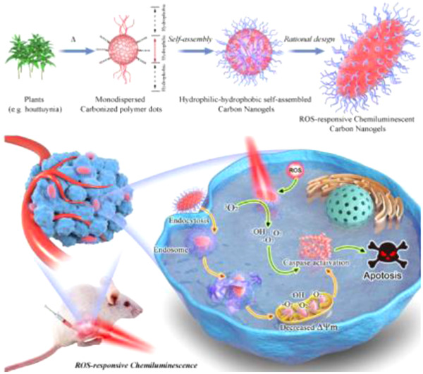 Don't miss the latest Article about #NearInfrared chemiluminescent #CarbonNanogels for #OncologyImaging and therapy. @Wiley_Chemistry @WileyPolymers 
Read it: doi.org/10.1002/smm2.1…