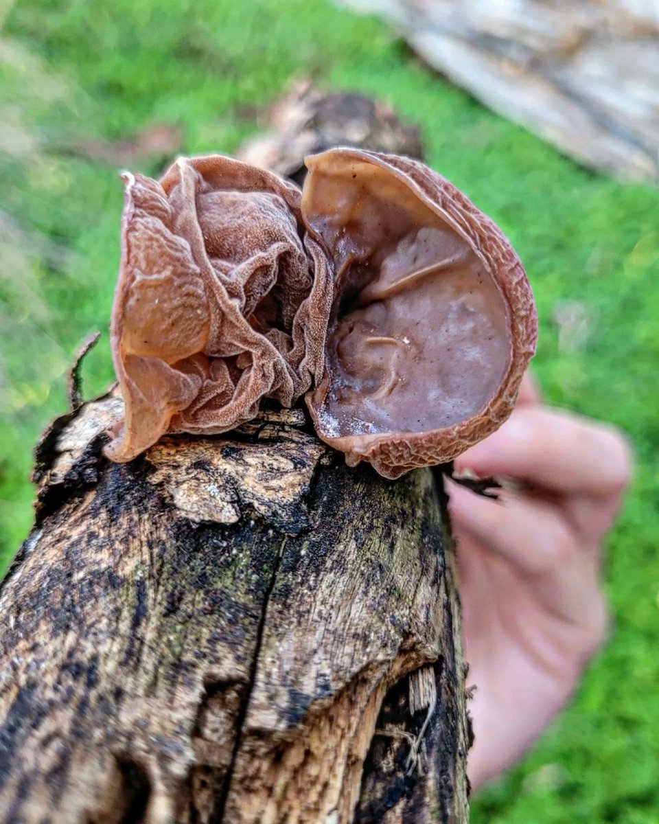 Sophie_MJ's tweet photo. ➡️OREJA DE JUDAS 🍄👂 (Auricularia auricula-judae)
Seta comestible con forma de oreja humana.
Es un hongo medicinal curativo, cumpuesto por sustancias antibióticas y se conoce a esta planta medicinal desde hace siglos.
🟢USOS MEDICINALES:
👇🏽 https://t.co/oX7oPYtvoI