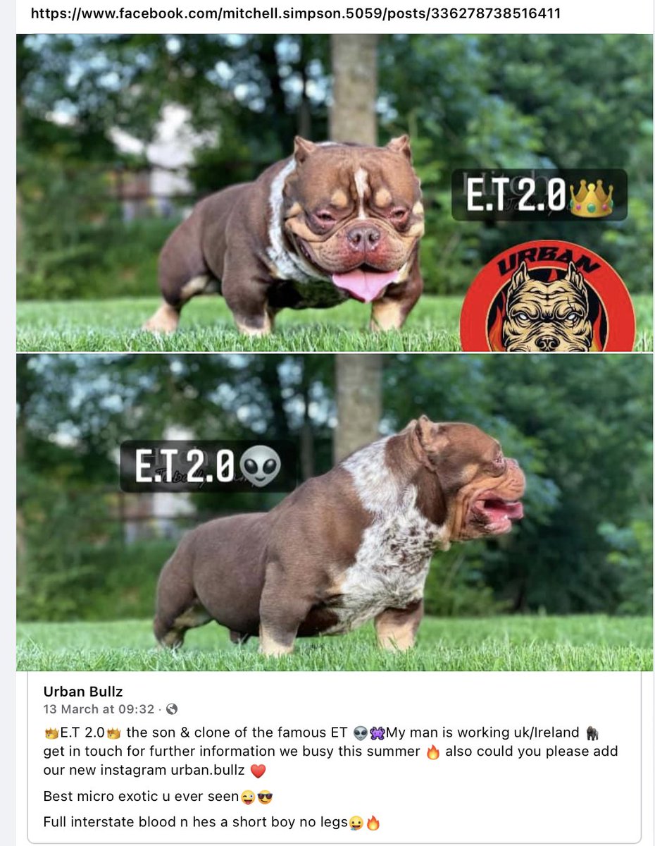 JemimaHarrison's tweet image. Torture breeding in the UK. Micro-exotic ("short boy no legs") being pimped by a breeder in Belfast.

Dear Everyone. We urgently need to put the breeding of these dogs (deliberately bred to be freaks) on the UK AW agenda.

@ConservativeAWF @RSPCA_official @BritishVets