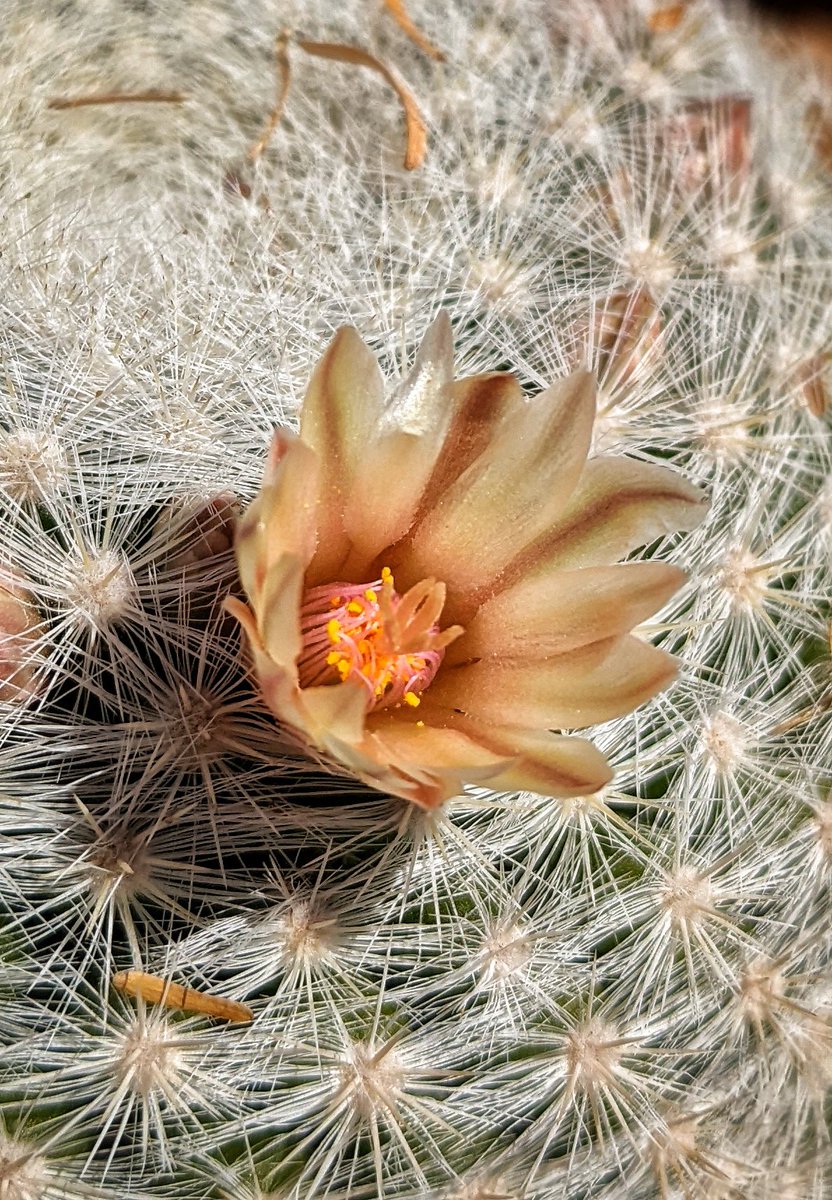 The spike in heat lately (90° today) may be rough on the tulips, but the cacti seem to be loving it! These have all arrived within the last 2 days.