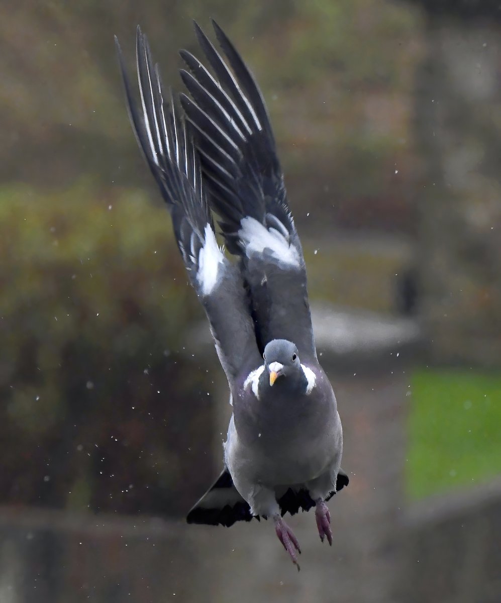 CarlBovisNature's tweet photo. Rainy day Woodpigeon. 😊
 It's been a while, but I took this from my bathroom window a couple of days ago. 😁
#TwitterNatureCommunity 🐦 https://t.co/0F2vvJT2ZG