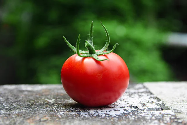 トマトには毒がある？一度に大量に摂取すると死んでしまう危険が！