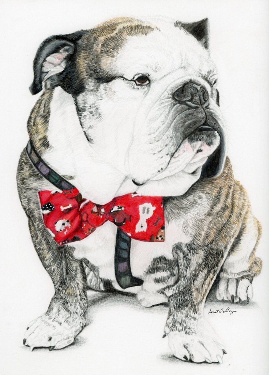 Finished colored pencil pet portrait of an english bulldog. #petartist #artisticbulldog if you are interested in a custom pet portrait please DM me ☺️