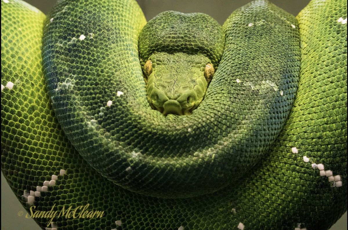 sandymcclearn's tweet photo. This guy (gal?) may not be Irish (and for good reason), but he is rather green, so I thought I would show him off for #SaintPatricksDay. 🍀 😎 #green #snake #hssssss https://t.co/Ta0lCughvI