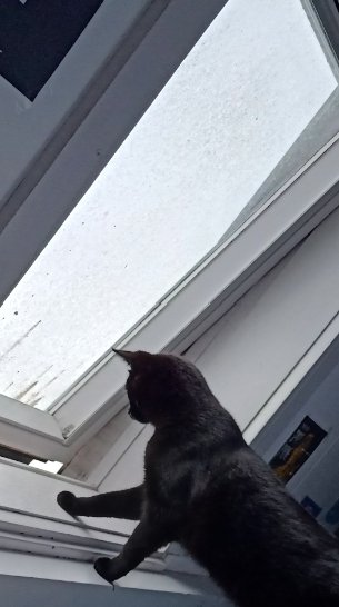 critterconfused's tweet photo. Window boi https://t.co/7gxfqFqOZT
