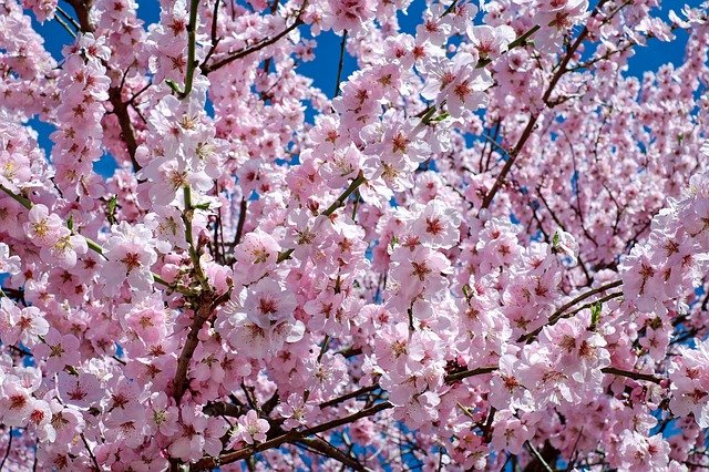 「わたしは生きているかぎり、主をほめたたえる。（詩篇１４６篇２b）」英国は桜が満開🌸🌸🌸☀️☀️☀️
