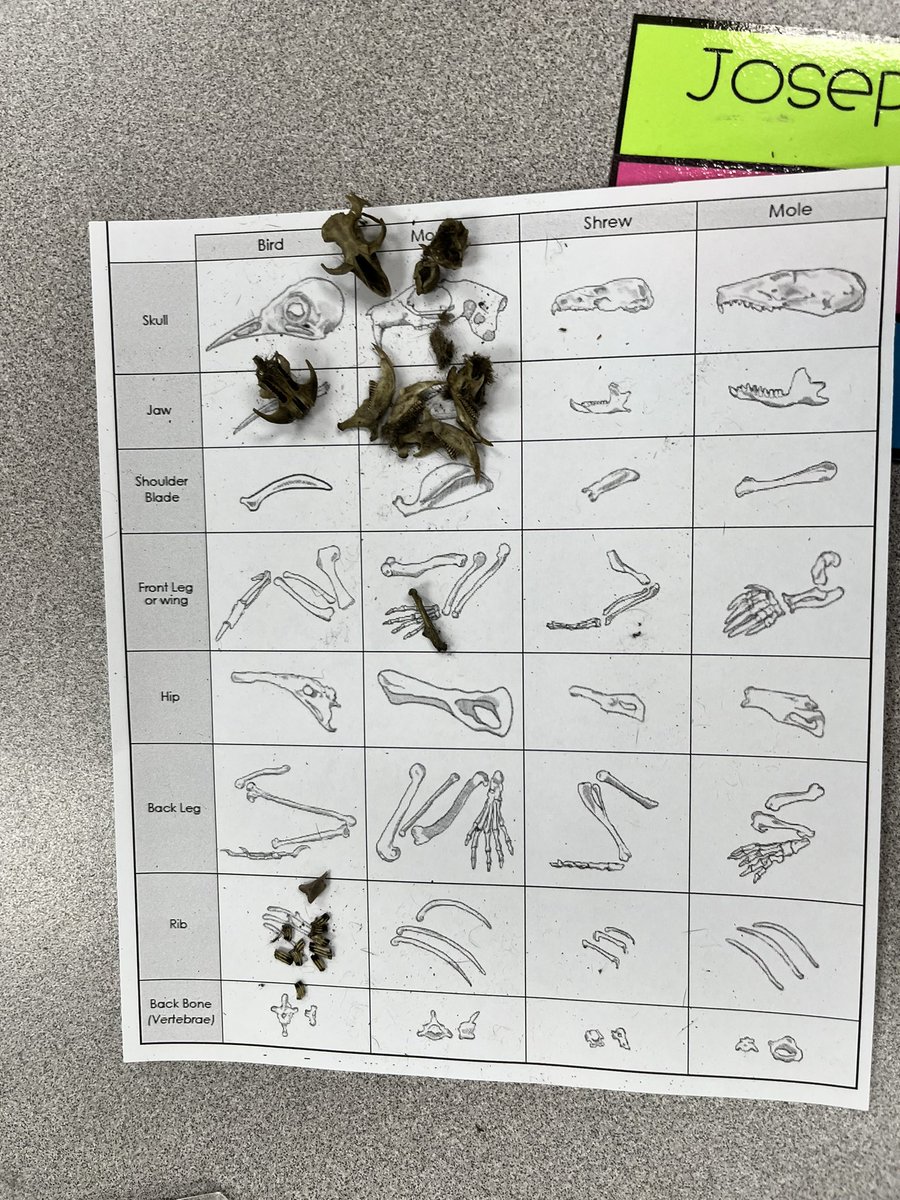 Bobcat5703's tweet photo. What a HOOT to watch these 5th graders go from “Gross! I can’t believe you’re making dig through owl vomit?!?!” to “This is so cool! I found a skull! Oh my gosh this is awesome!!” Owl pellet dissection was a winner! @StrongBobcats @PISDLearns @pisdoutdoor @PISDEF #CamponCampus https://t.co/XFIgMv4pr1