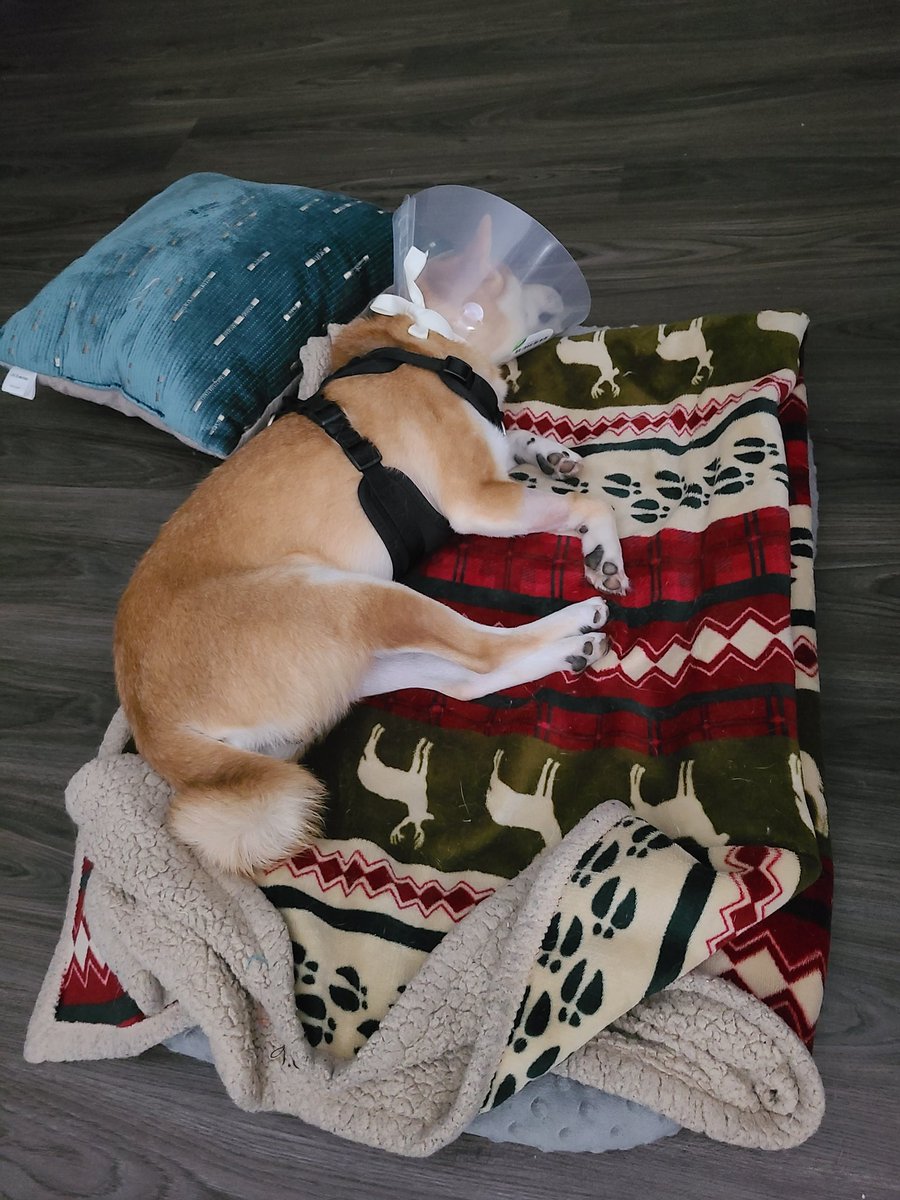 ShibHaru's tweet photo. Went to the vet and now I can't sit right, I'm a little upset so I'll just go sulk now #dogsoftwitter #Puppies #shibainu #dogs https://t.co/JaRbDX2QBv