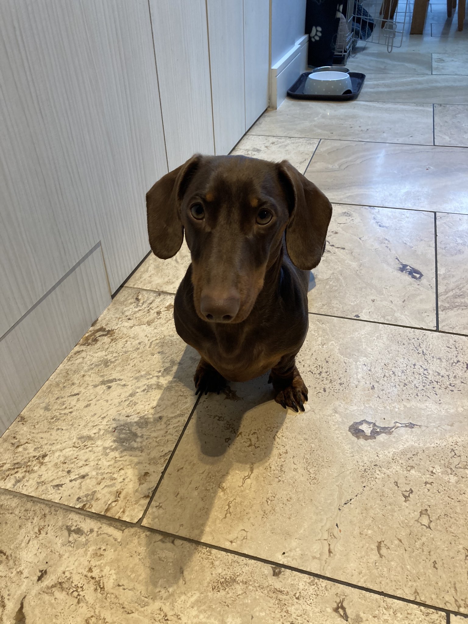 Dr Zubaida Haque on Twitter "IanDunt OMG your dog is so cute!💕 They