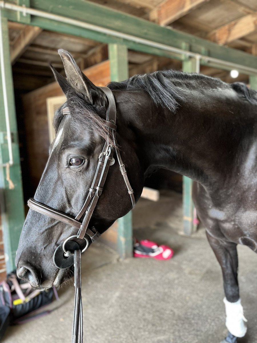 equiMESS's tweet image. Falcons mom sending me pics of him to say hi is my absolute favorite 😭💓