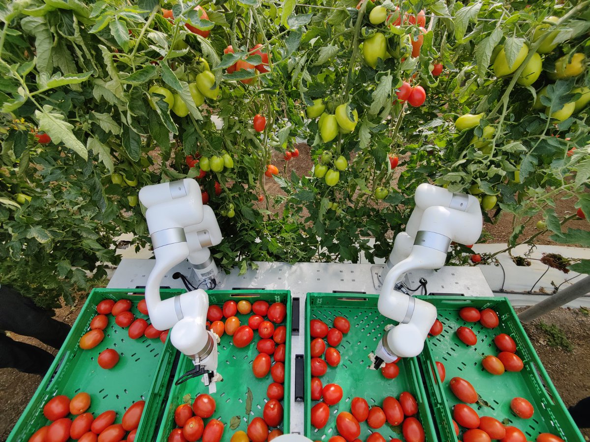 Back from Murcia after a 5 day trial run, harvesting tomatoes in a traditional-type greenhouse. More updates to come soon
