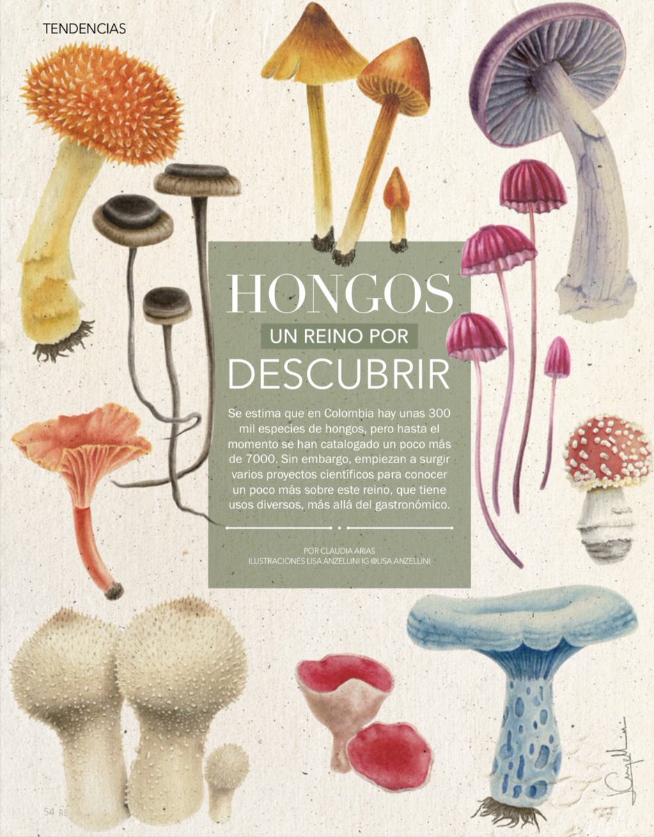 “Se estima que en Colombia hay unas 300 mil especies de hongos, pero hasta el momento se han catalogado un poco más de 7000. Sin embargo, empiezan a surgir varios proyectos científicos para conocer un poco más sobre este reino…” <a href="/UPFC4/">Plantas y hongos útiles de Colombia (UPFC)</a> en <a href="/dinersrevista/">Revista Diners</a>