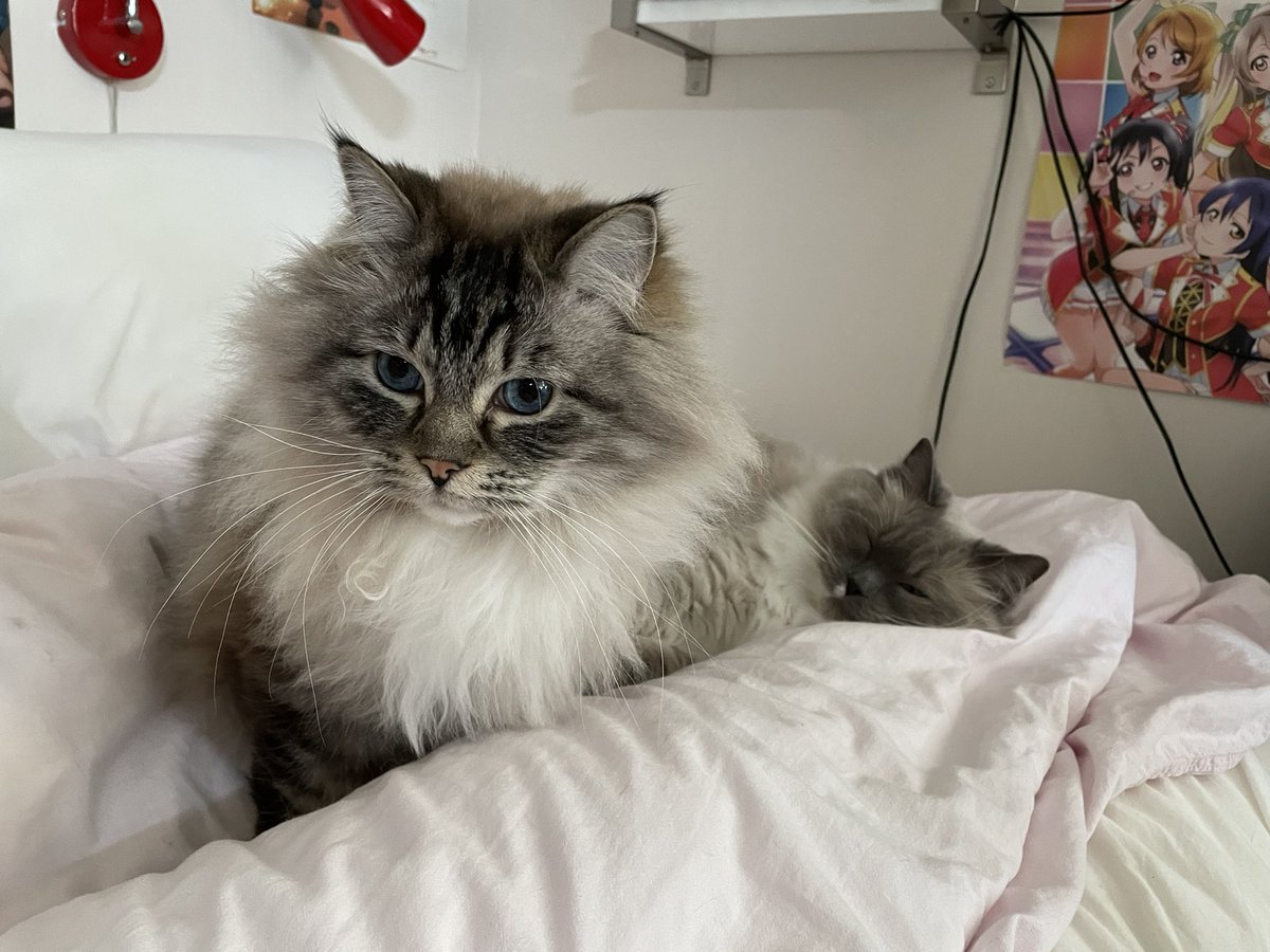Legolisk's tweet photo. I am awake. morris not
#CatsOfTwitter #RagdollCats #FloofClub https://t.co/FJXETG2Twi