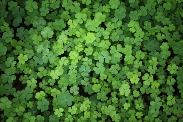 smsmobilepay's tweet photo. To all our Irish friends and family around the world #HappyStPatricksDay  have a wonderful day don’t get too drunk 🍻🍀 https://t.co/BotmYosNJS