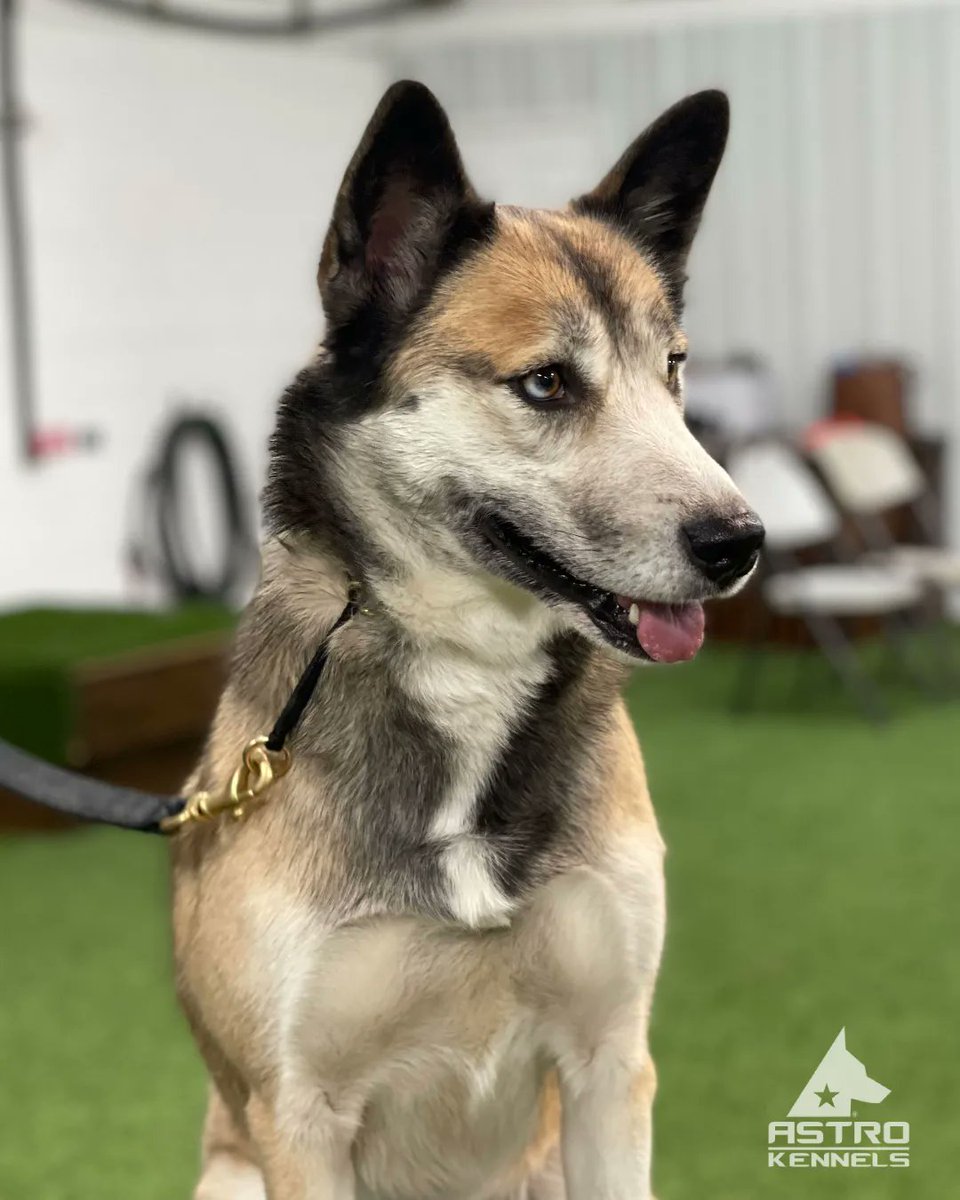 astrokennels's tweet photo. Did you know that as an employee you can attend group classes for free and get a discount on other services? Now you do and we're hiring, so do it for your dog. :) 
Pictured you can see Ruby, our employee's dog working during day training. 🐶 #astrodog #leaderofthepack https://t.co/ey1PS8B2QV
