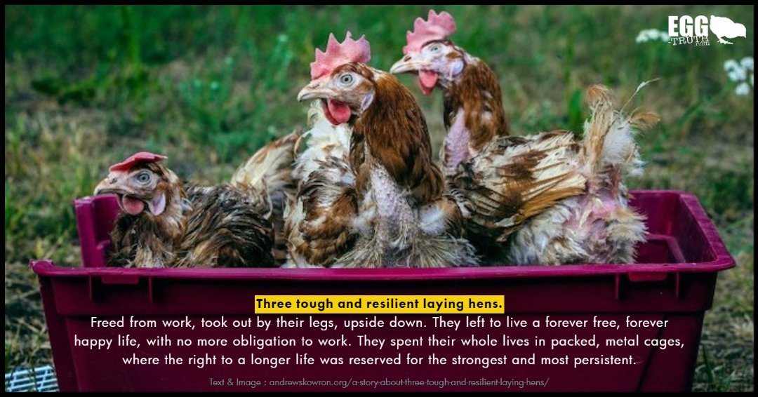 Egg_Truth's tweet photo. Poor, featherless and exploited hens turned out to be balls of fire.
In the beginning, they were shy and insecure.
After 10 minutes or so they left their container for the first time.
https://t.co/8OT5EatbYQ via @andrew_skowron
#eggtruth #layerhens #eggs #cagefree https://t.co/L8m409bhhc