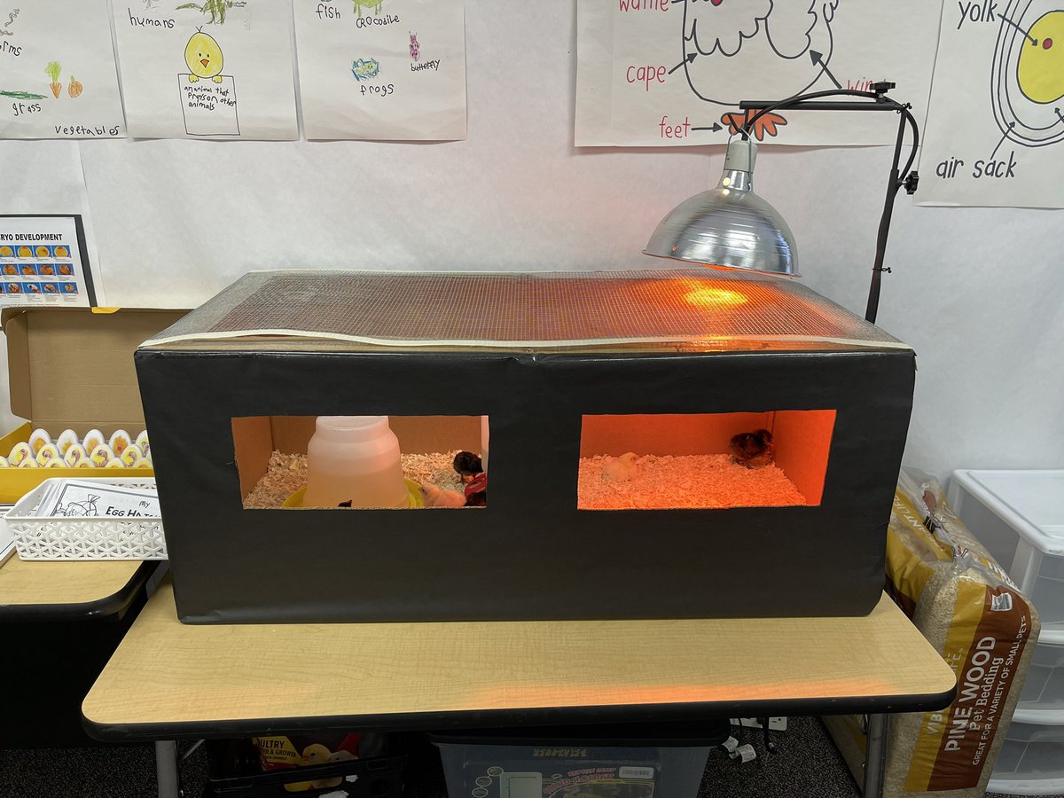 Yesterday was hatch day!! 21 days later and we have 9 chicks 🐣🐥 <a href="/MenifeeUSD/">Menifee USD</a>