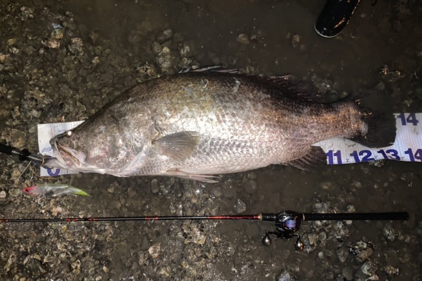 تويتر アカメ البحث في تويتر تويتر アカメ البحث في تويتر