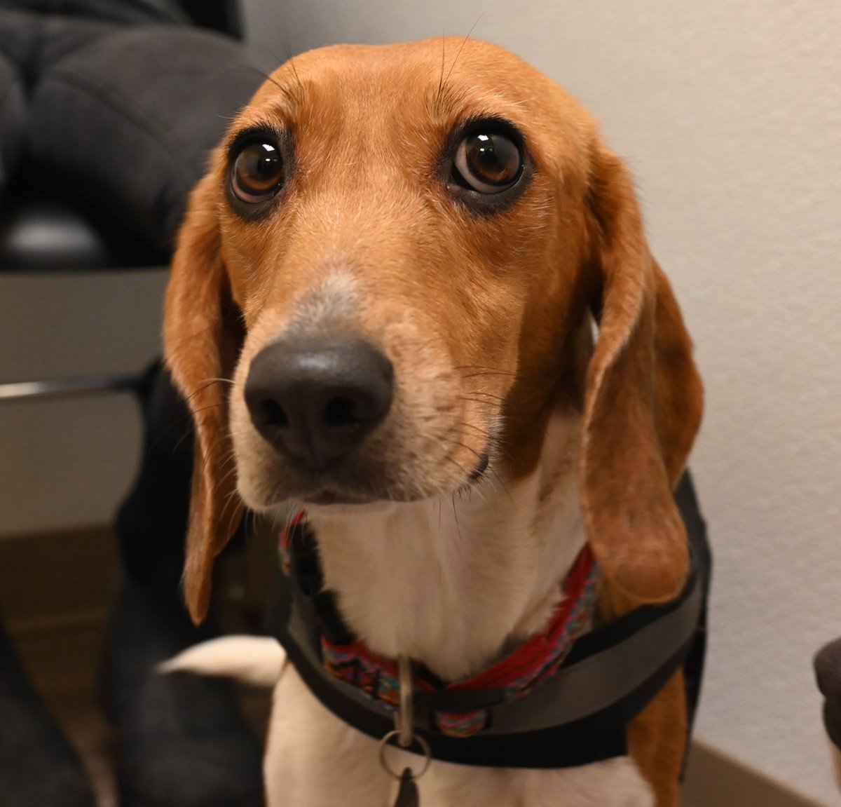 Here's Emily, reminding you to tell Gov. Youngkin <a href="/GovernorVA/">Governor Abigail Spanberger</a> that you support the beagle protection bills! Click here to get started: action.peta.org/zejybzn 

Emily is available for adoption at <a href="/NorfolkSPCA/">Norfolk SPCA</a>!❤️