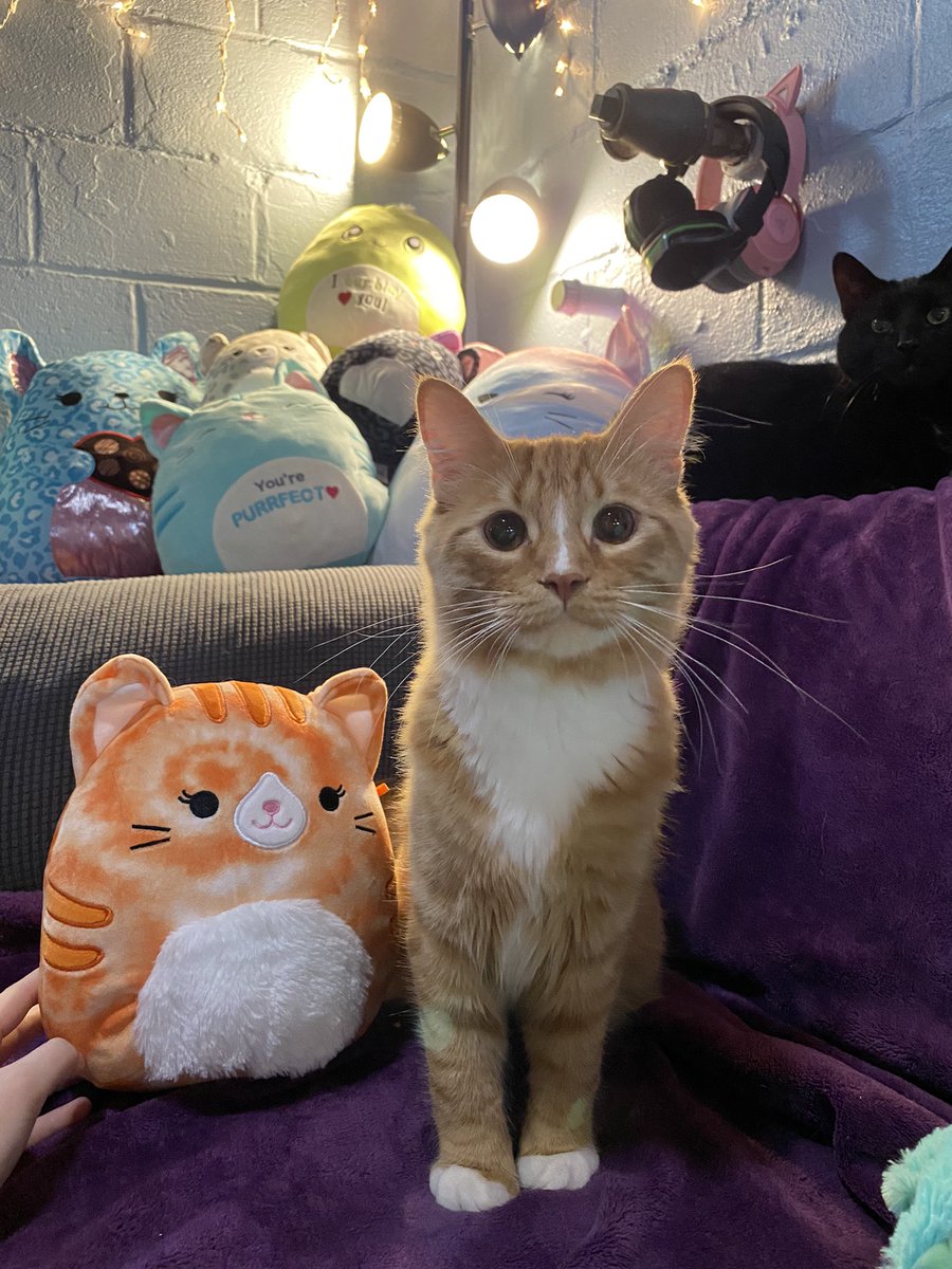 celestialcats29's tweet photo. @kidzwithbugz Hello! https://t.co/kdlcHQcQX4