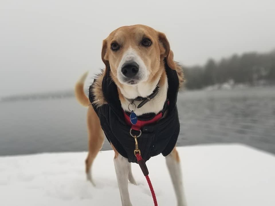 VillageDesign2's tweet photo. This is Oscar. Rescued from Mozambique. Now a somewhat reluctant Canadian. https://t.co/uwghMfJb3N