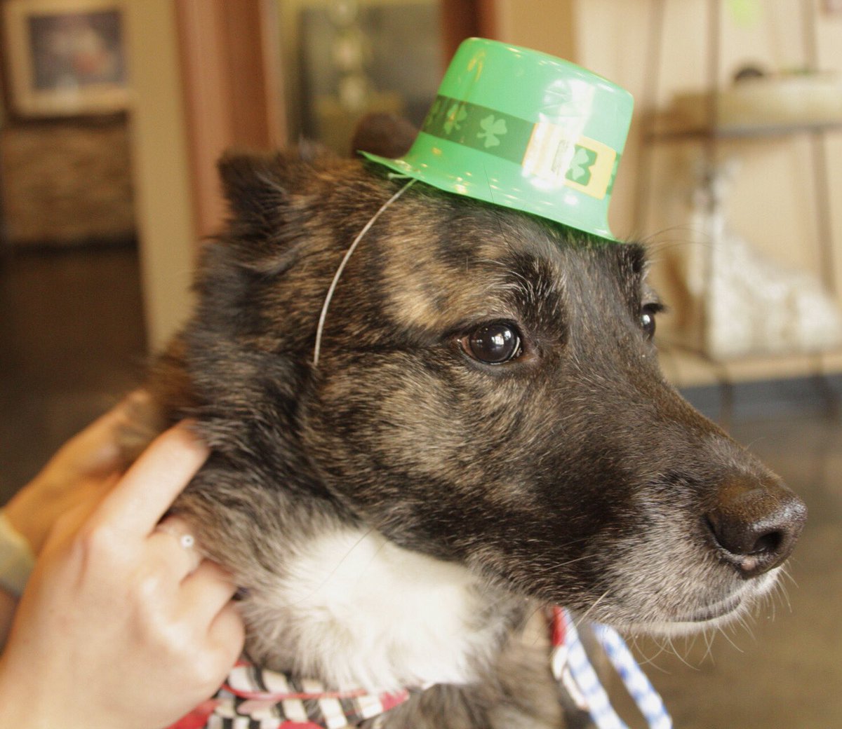 GoodDogIndy's tweet photo. Happy St. Patrick’s Day! https://t.co/EaicgoKXVR