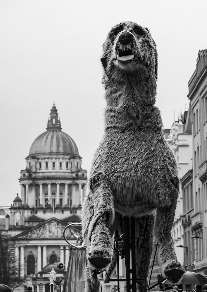 johngmurphy74's tweet photo. Irish wolf hound tower’s over Belfast during today’s Saint Patrick’s day parade….
#StPatricksDay #belfast #BelfastStPats #IrishWolfhound https://t.co/gReIulMqgb