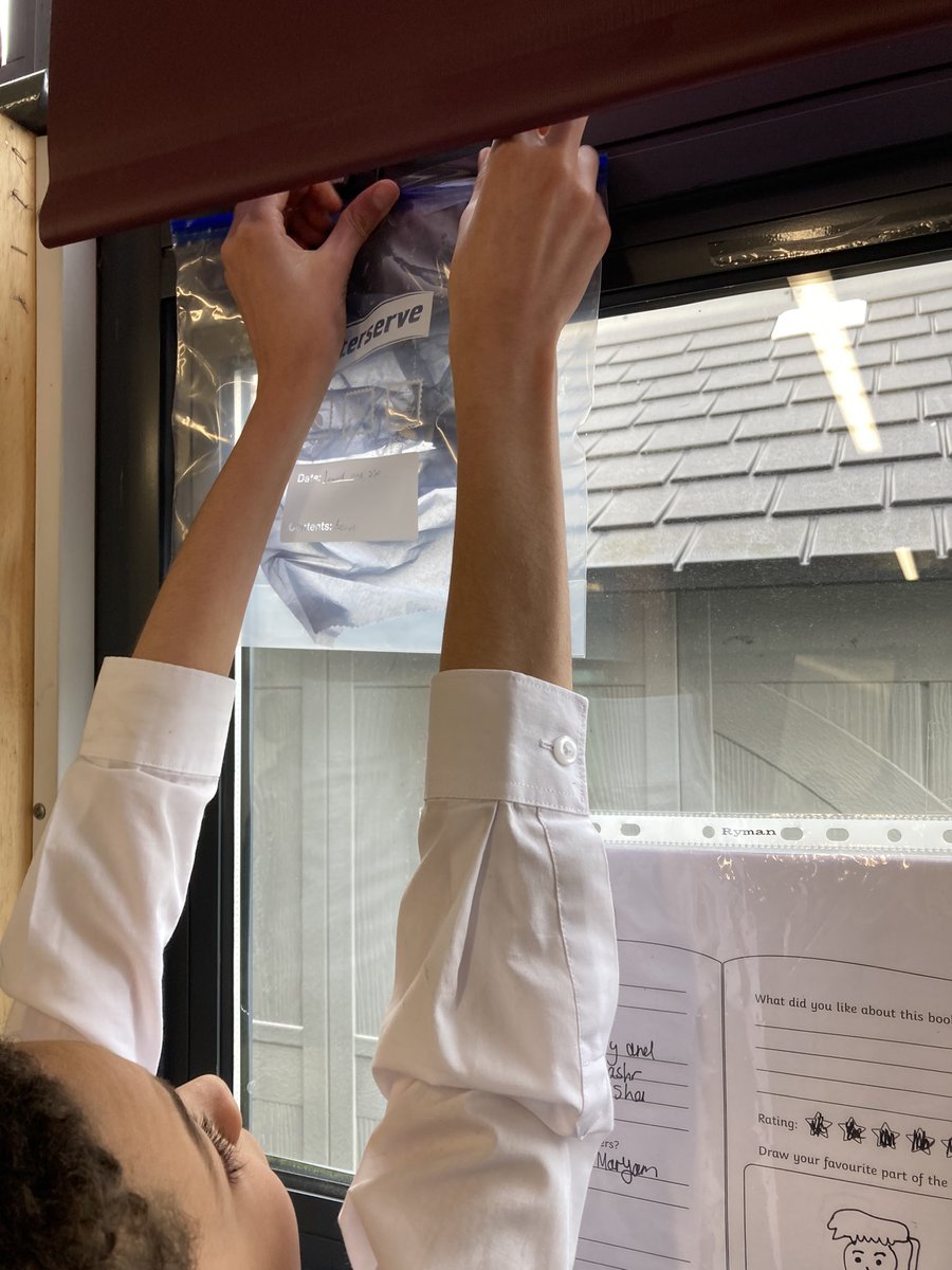 MrFielderHMPS's tweet photo. Otters attempting to germinate our bean seeds in the classroom to begin science week @HerbMorrPriSch @MissWardHMPS #BSW22 https://t.co/9AU6sCdAeI