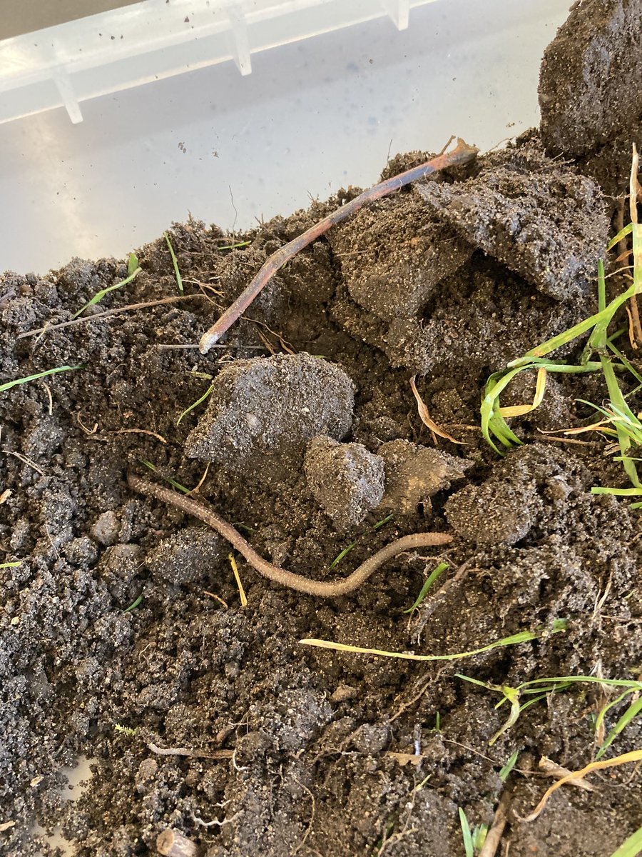 MrFielderHMPS's tweet photo. Otters spent the afternoon learning about how worms are gardeners’ best friends and setting up our class wormery for Science Week @HerbMorrPriSch @MissWardHMPS  #BSW22 https://t.co/DMWLmhcNdN