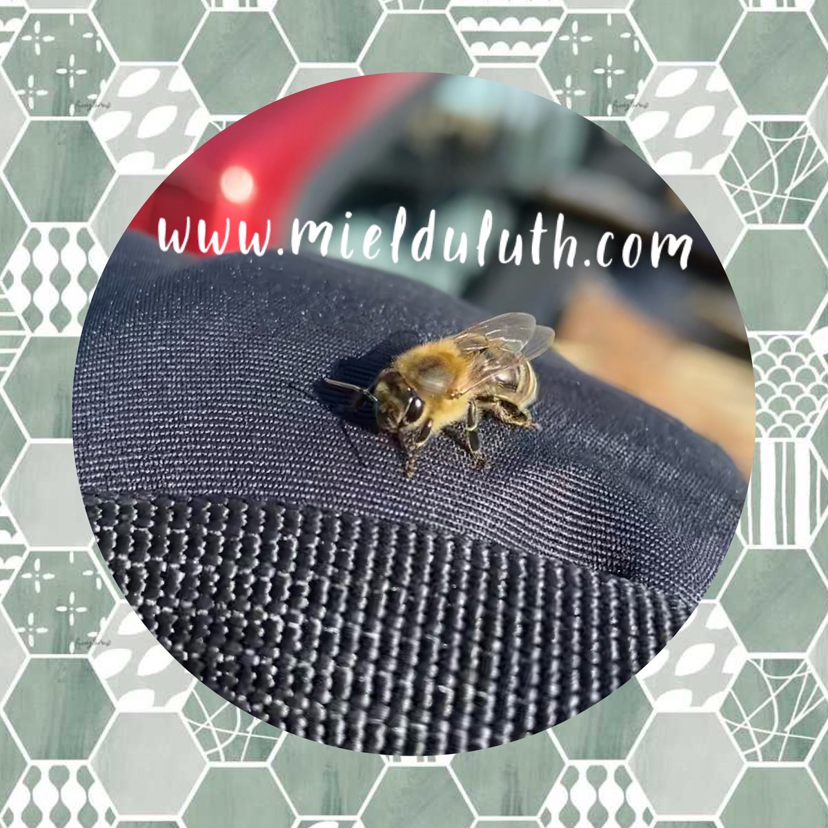 MielDuluth's tweet photo. Fun fact: Did you know a bee can fly as fast as 15 miles per hour?! They need to be fast to collect nectar, which then turns into honey! To get the best honey, check out our website to place your order! https://t.co/EC0Ty2wsgq 
#bees #honey #local https://t.co/ZqKzWdLI9x