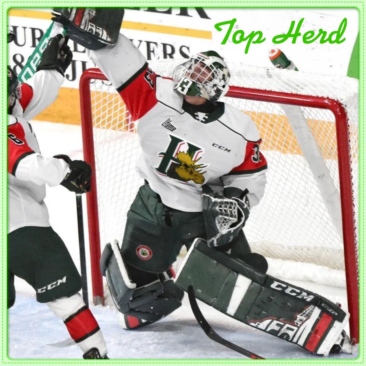 MC_MooseCountry's tweet photo. The Moose Country Top Herd for Mar 8, with 31 saves in an OT win, is Brady James #topherd #Halifax #Mooseheads
Photo - Shawn Davidson https://t.co/VWyKcMM55c