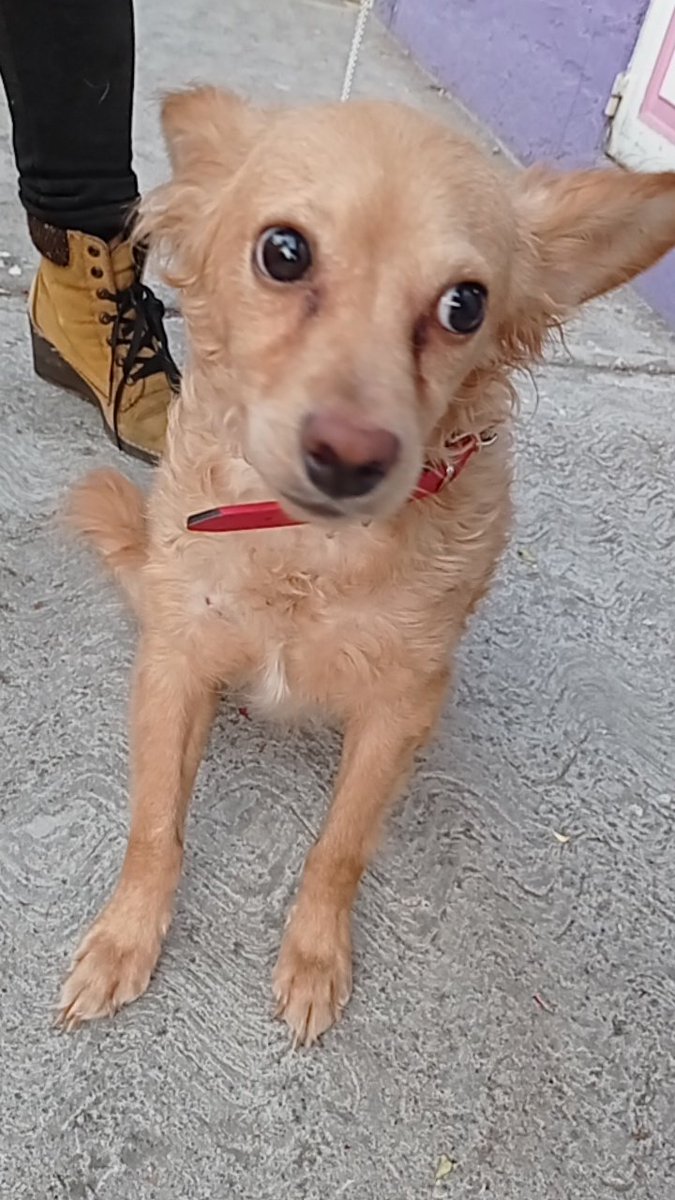VIBRAmascotas's tweet photo. Ha tenido mala suerte a pesar de ser pequeño de tamaño nadie se ha animado a adoptarlo, es juguetón , cariñoso, convive con otros perritos #AdoptaNoCompres #rt #cdmx https://t.co/D68WkjtlJe