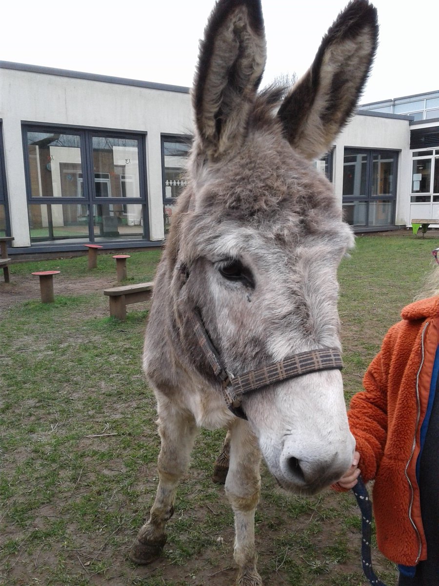Here's Willow the owl &amp; Jesus the donkey. <a href="/StBartsTrust/">St. Bart's Multi-Academy Trust</a> #scienceweek2022 thankyou to Laura Pryor for bringing them in the children loved meeting them.