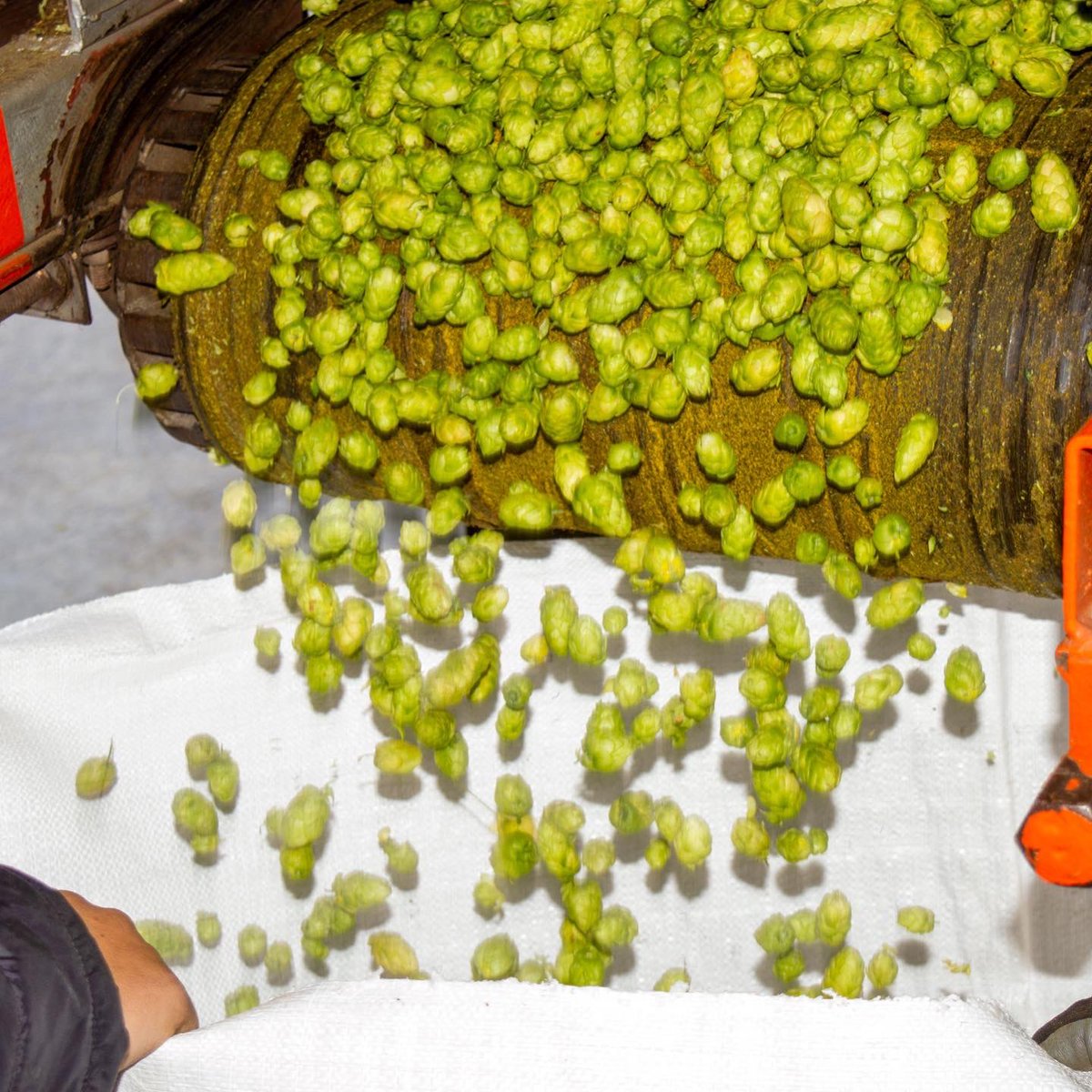 ModernTimesBeer's tweet photo. Today seems like a good day to think about our most favorite green things and what we make with them...Feel free to swing by for a pint, if you'd like to ponder with us. #HappyStPatricksDay #Beerfun #greencoffee https://t.co/G0eVzdeAsI