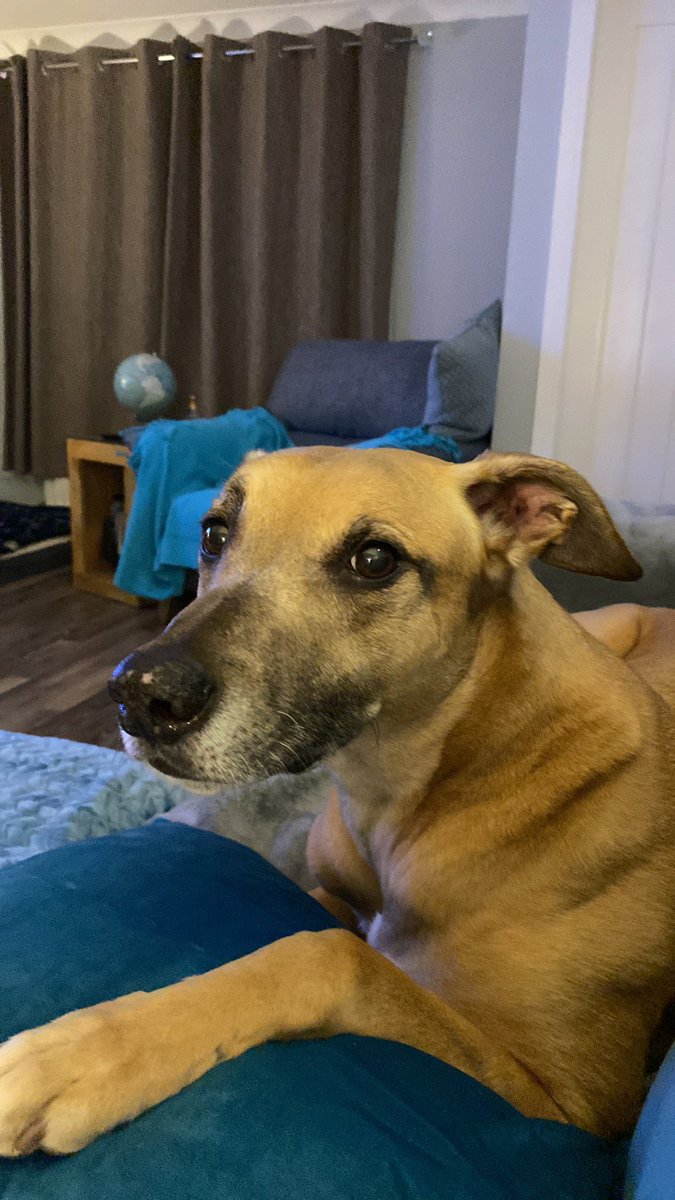 <a href="/iloveeverydoggy/">iloveeverydog.com</a> Here’s our Simba #rescuedog he joined the family in October 2020 aged 9 xxx so loved 🥰