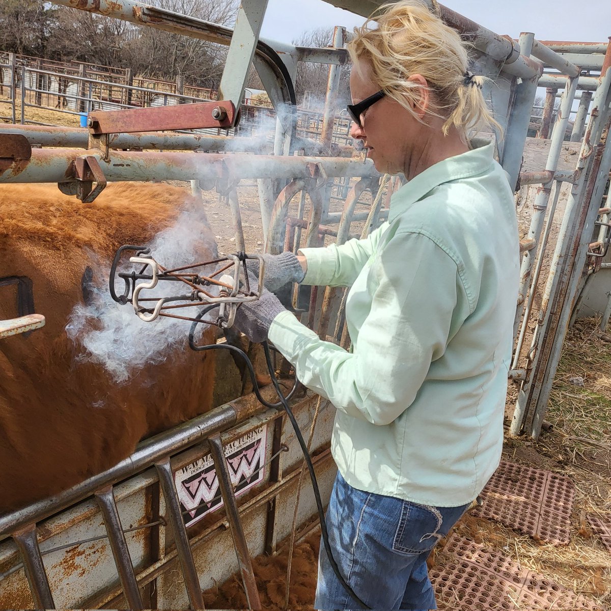 bobbitt_cindy's tweet photo. Fanny @RedAngusAmerica replacement #heifers getting permanent herd ID numbers with brands & ear tags, love the new turquoise color #ZTAG. A.I. process begins March 24. Oh, baby, these are #sweet ๐ heifers @BeefUSA @OKCattlewomen https://t.co/DxYdQjV4V5