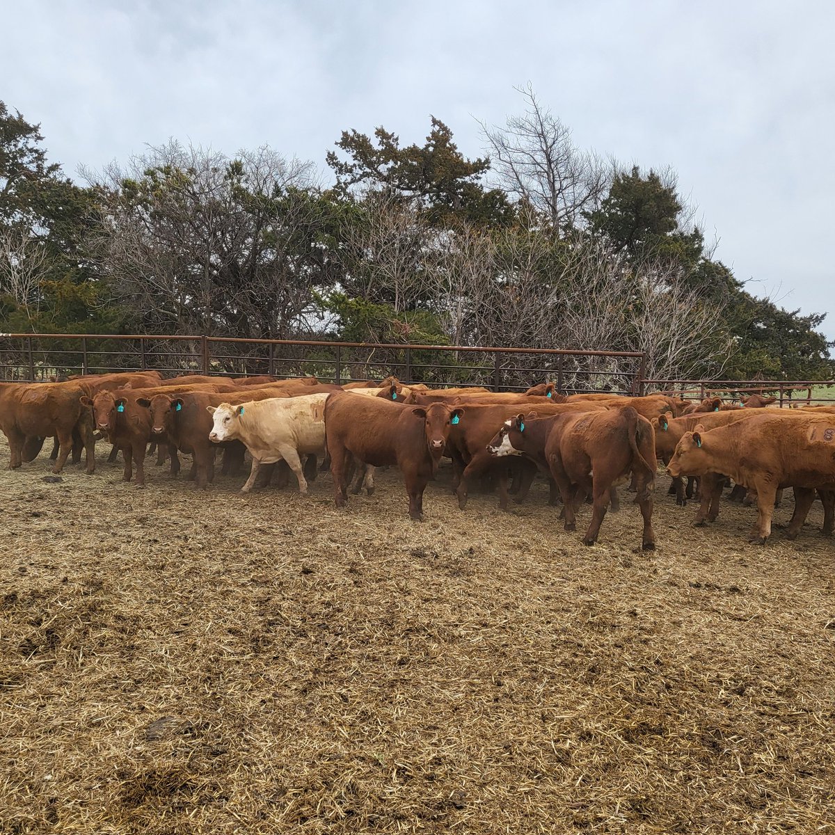 bobbitt_cindy's tweet photo. Fanny @RedAngusAmerica replacement #heifers getting permanent herd ID numbers with brands & ear tags, love the new turquoise color #ZTAG. A.I. process begins March 24. Oh, baby, these are #sweet ๐ heifers @BeefUSA @OKCattlewomen https://t.co/DxYdQjV4V5