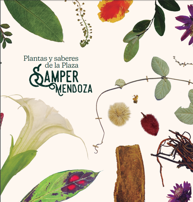 Hierba santa para la garganta, la ruda para el que estornuda, la albahaca para la gente flaca, el apasote para los brotes y el vetiver para el que no ve.
#PublicaciónRecomendada Plantas y saberes de la plaza Samper Mendoza. 
Disponible👉 mtr.cool/joxcxjslto