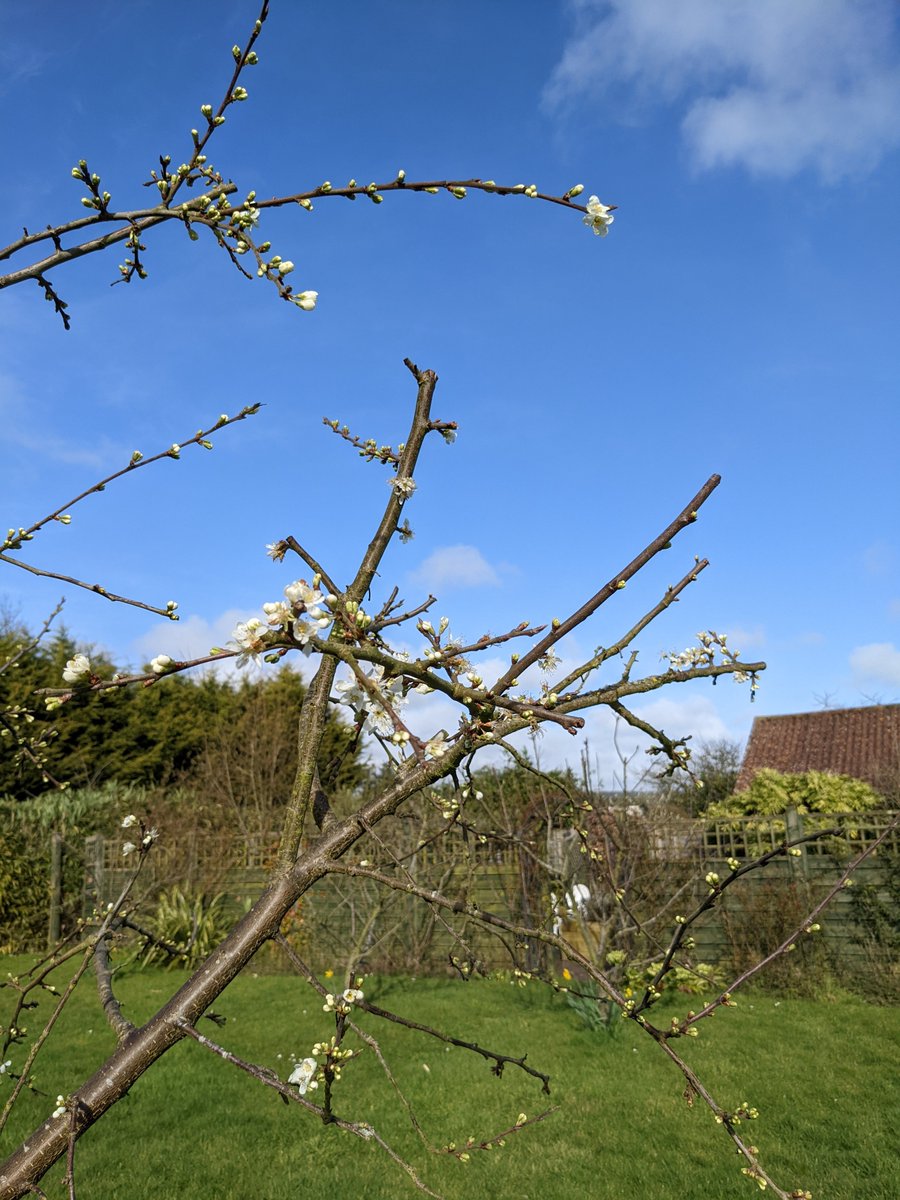 tritchayne's tweet photo. The glorious spring sunshine is bringing out the blossom (and the fish!) at Tritchayne Farm Cottages.
#jurassiccoast #eastdevon #visiteastdevon #visitdorset #natureforsoul #scenicbritain #lovewhereyoulive #devondaysout #lovelocal #tritchayneholidays #selfcateringcottages https://t.co/2wCjKgT5Vg