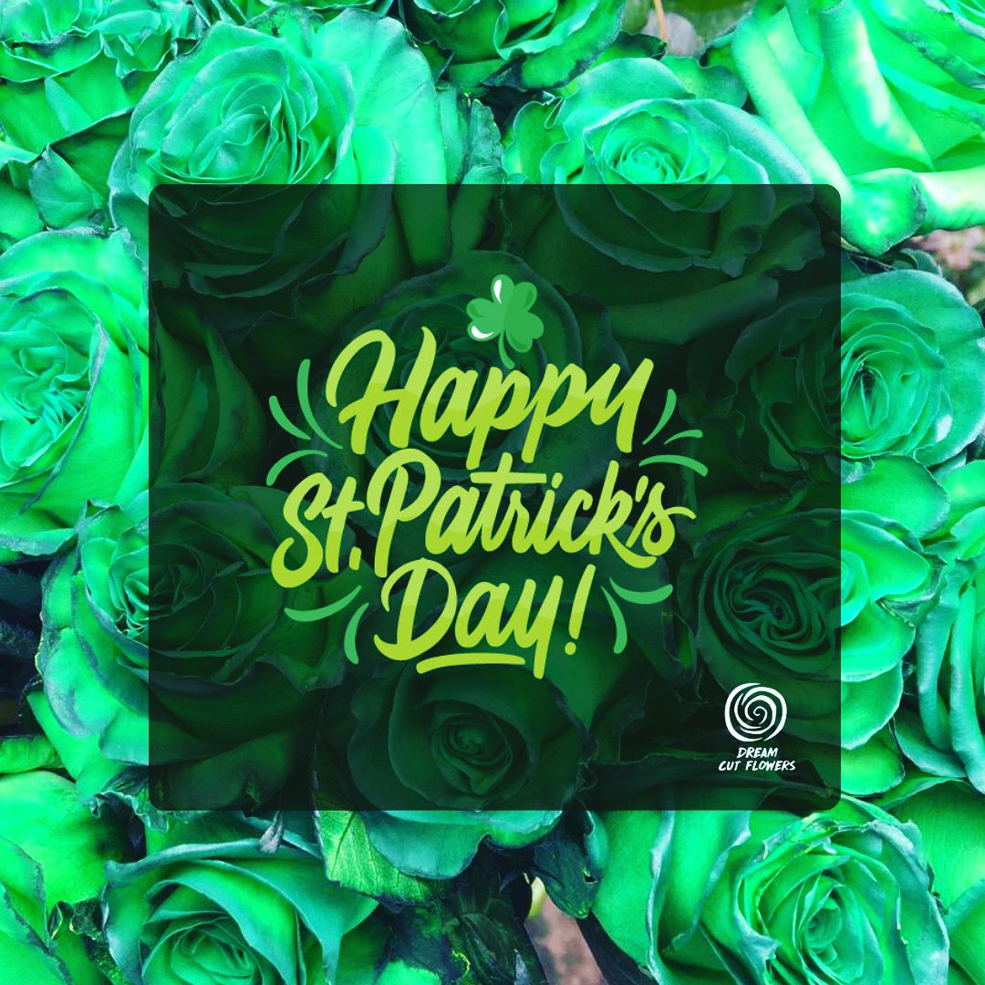 Be green and all the luck to you!!! 
Happy Saint Patrick’s Day.
<a href="/DreamCutFlowers/">Dream Cut Flowers</a> 
#saintpatricksday 
#begreen 
#rosesfromecuador🌹🇪🇨 #ecuador🇪🇨 #ecuadorianroses🌹 #emeraldroses