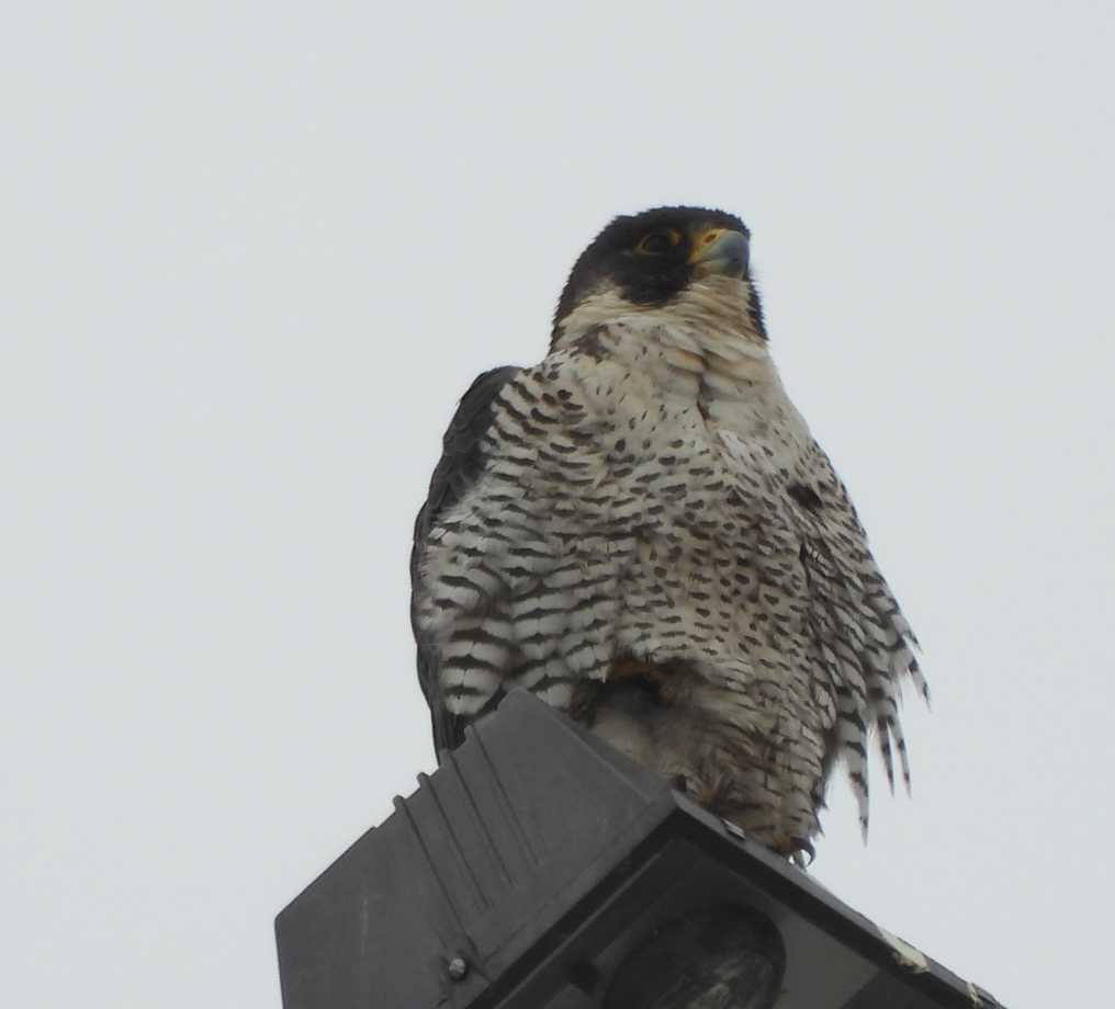 MbRaptor's tweet photo. @mbperegrines Great News!   There is also one back in Brandon! https://t.co/e6hl6k6nbv