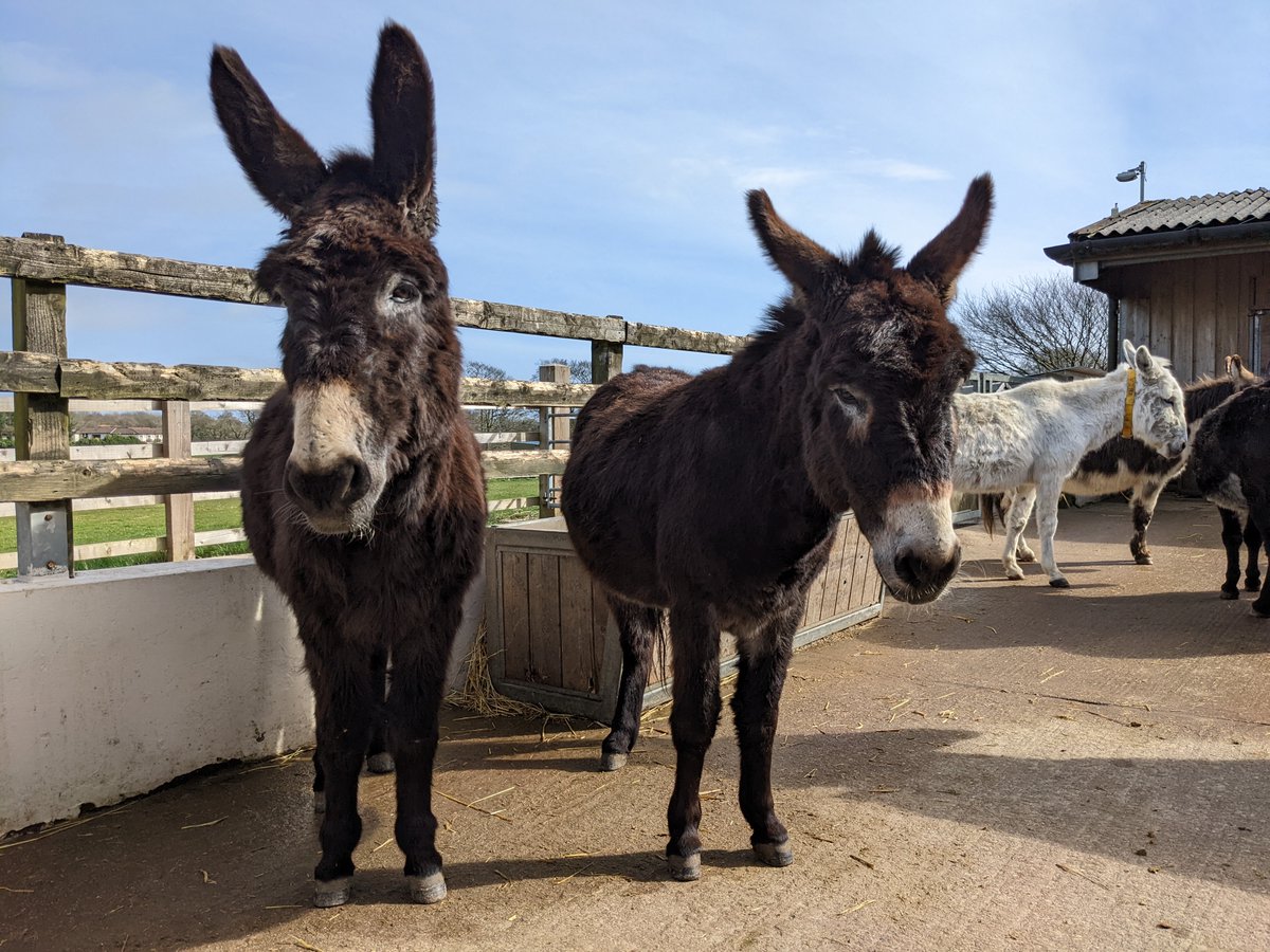 tritchayne's tweet photo. A fun trip to East Devon's famous @DonkeySanctuary  The donkeys were in full voice and the food at the café was delicious.
#lovewhereyoulive #selfcateringcottages #familygathering #holidaywithfamily #luxurycottages #devoncreamteas #specialholiday #donkeysancturary #donkeys https://t.co/CRfOnR9rG4