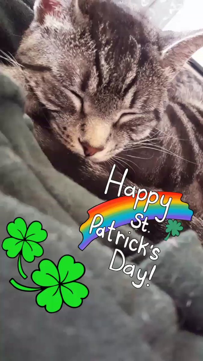 CuteDimension's tweet photo. 🍀Wishing everyone a fun &amp; happy filled Saint Patrick's Day 🍀 https://t.co/sKXjpbF2GC