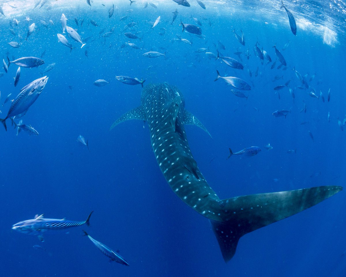 MarineMegafauna's tweet photo. NEW SCIENCE ALERT 🤿
A new #whaleshark study by MMF scientists highlights the need for more long-term population monitoring of the world’s largest fish. #newresearch
Photo by @simonpierce 
https://t.co/bwjDzrI2S8 https://t.co/LhMkWuyiW1