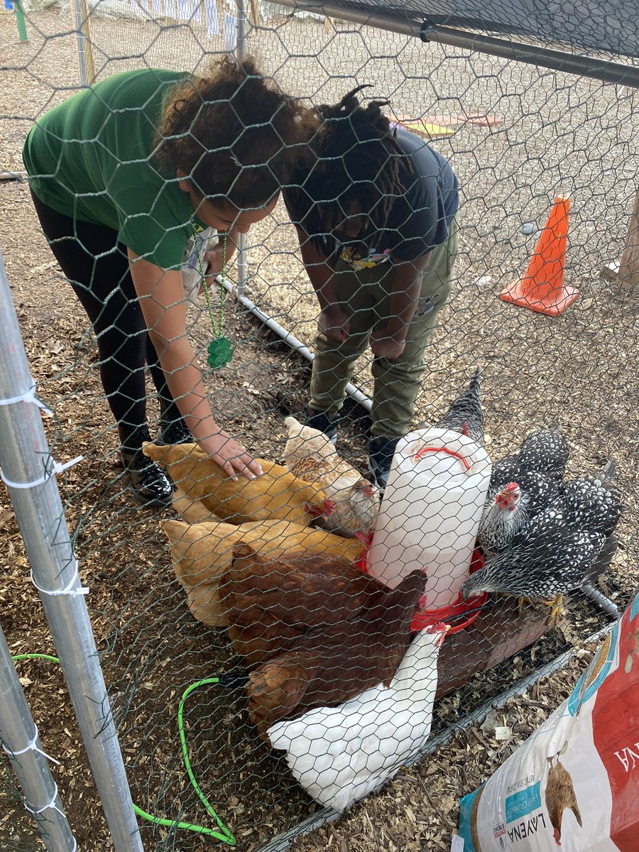 mrsvalleesclass's tweet photo. It’s chicken week! And we are so excited to be getting our first Easter egger chicken finally laying! We are up to almost 3 dozen eggs this week 😊 @Benton_STEM #4thgraders https://t.co/LcwOeHwpaH