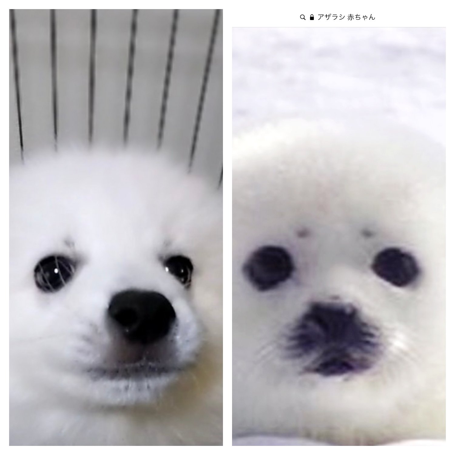 しろめしくん そっくりすぎるwwwwww アザラシ 犬 Dog T Co Yg3a9rhs6f Twitter