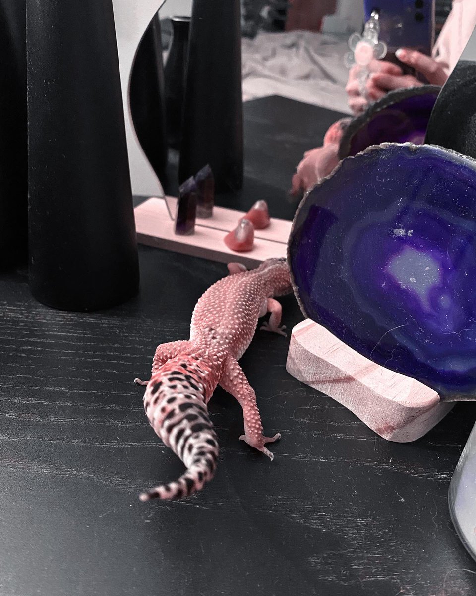 andrearen28's tweet photo. Regardez mon dragon https://t.co/YALC8hTTM7